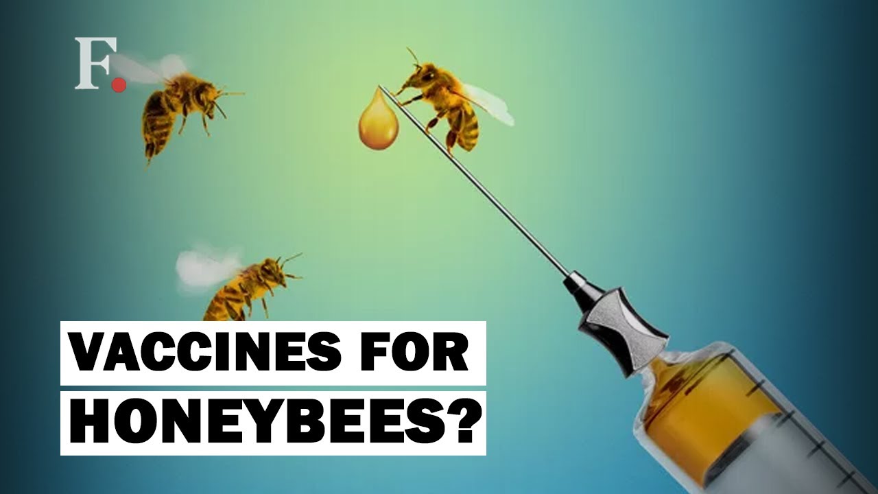 U.S. Government Approves World&rsquo;s First Vaccine For Honeybees; Could Save Billions Of Them