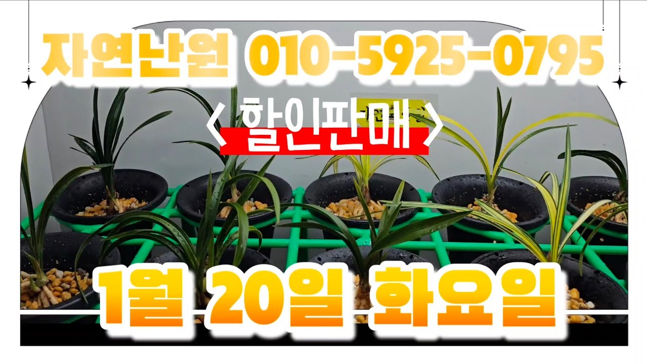 [1월 20일] 천수, 태극문, 천종 무지, 중투, 옥산, 두부, 입변산반, 중투, 주금서반, 달마단엽, 입변, 서반 총 12개체입니다♡