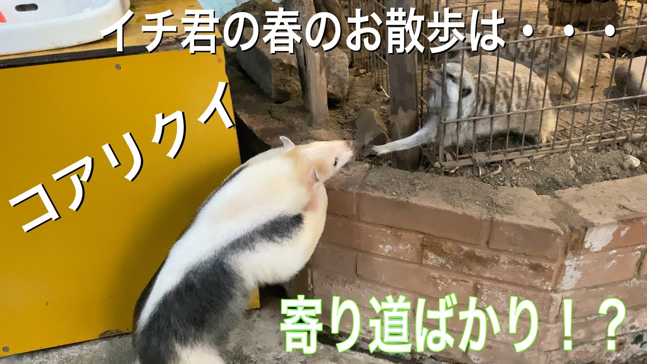 【コアリクイ】閉園後イチ君の春のお散歩は寄り道ばかり！？最後に発見するものとは・・・？ Ichi walks in the zoo