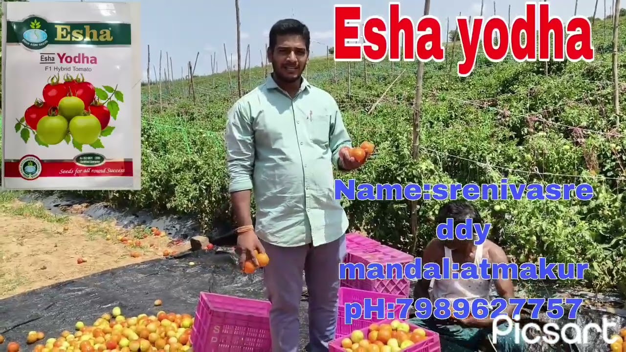 Esha Yodha tomato 🍅seeds 5 August 2025 ph 9550431913, and 9704779755
