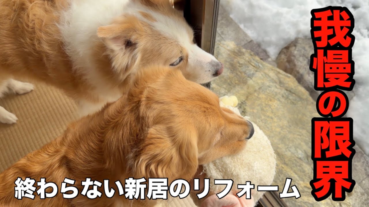 【犬と田舎暮らし】愛犬のストレスが限界で、揉めていた業者と話し合いをしました…