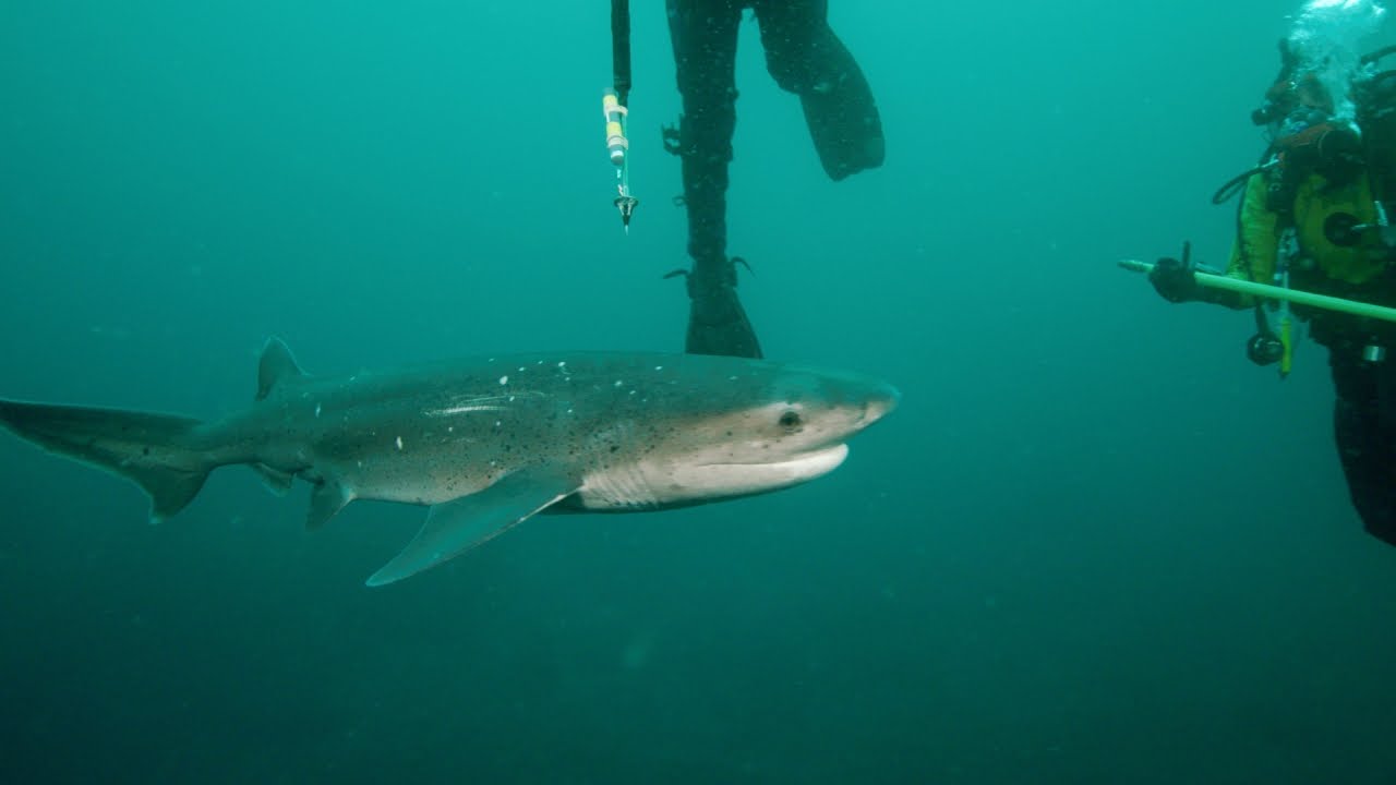 Divers Attempt to Tag Sevengill Sharks