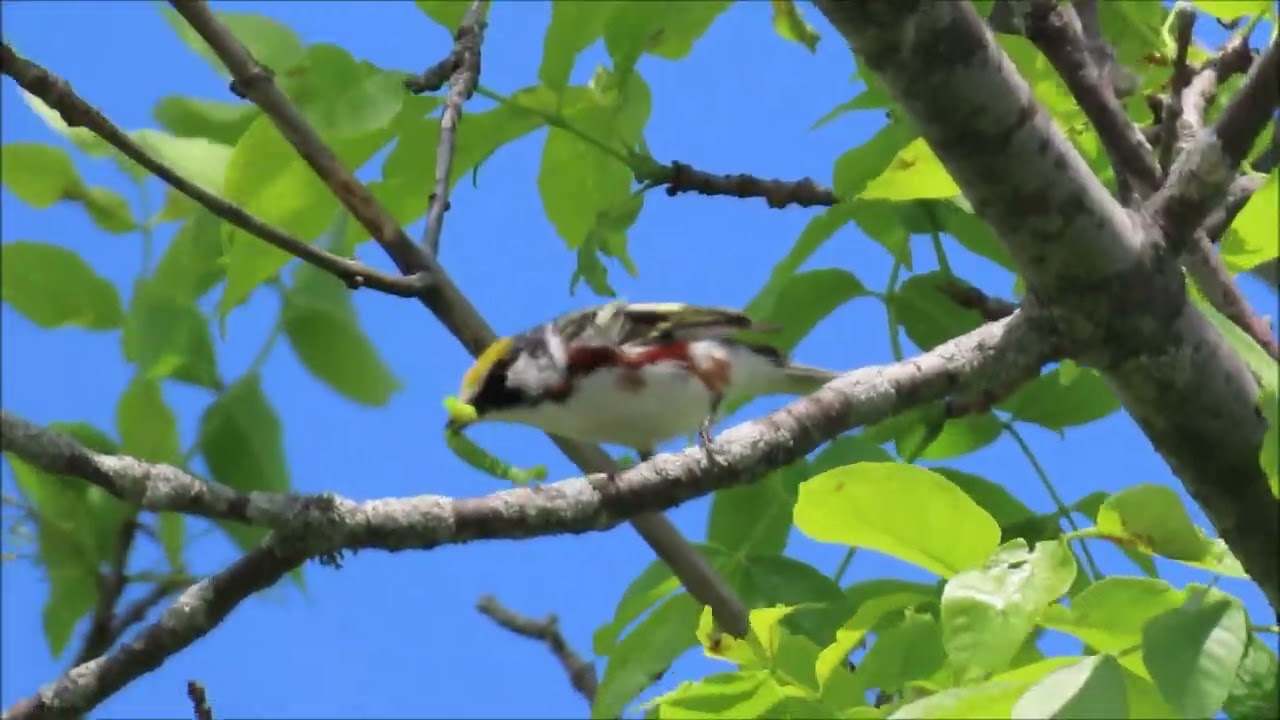 How to bird Point Pelee