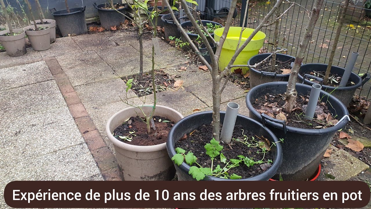 Cultiver les arbres fruitiers en pot  2025
