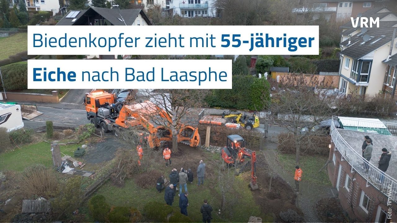 Biedenkopfer zieht mit 55-j&auml;hriger Eiche nach Bad Laasphe