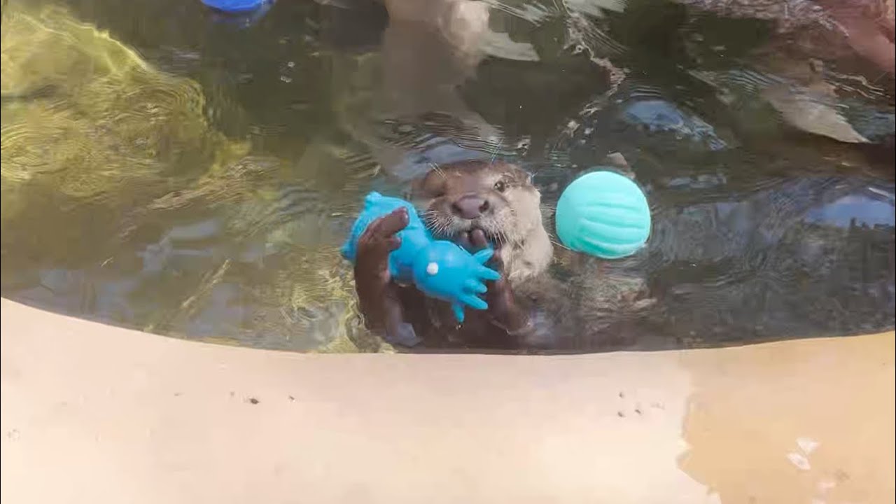 SWIMMING WITH OTTERS IN TEXAS⁉️