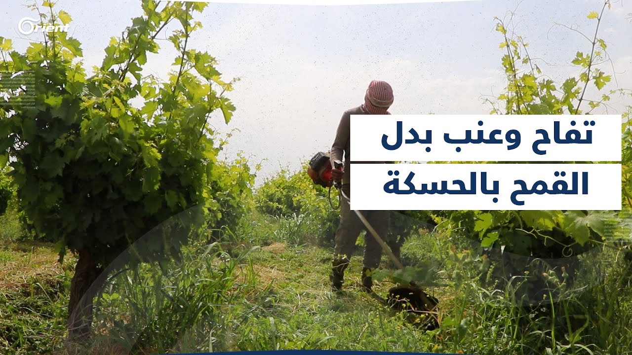 التفاح والعنب بدلاً عن القمح في الحسكة، مزارعون يخوضون تجربة زراعية جديدة فهل ينجح مشروعهم؟