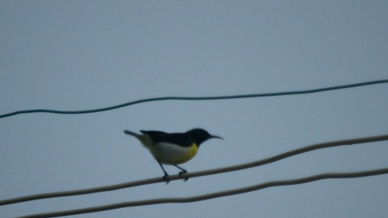 Bird Watching 1