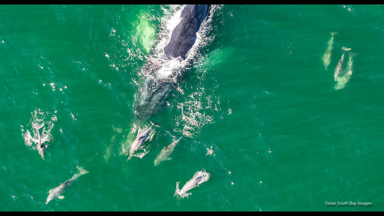 Tuna, Dolphin, and Humpback Whales off New York's Fire Island