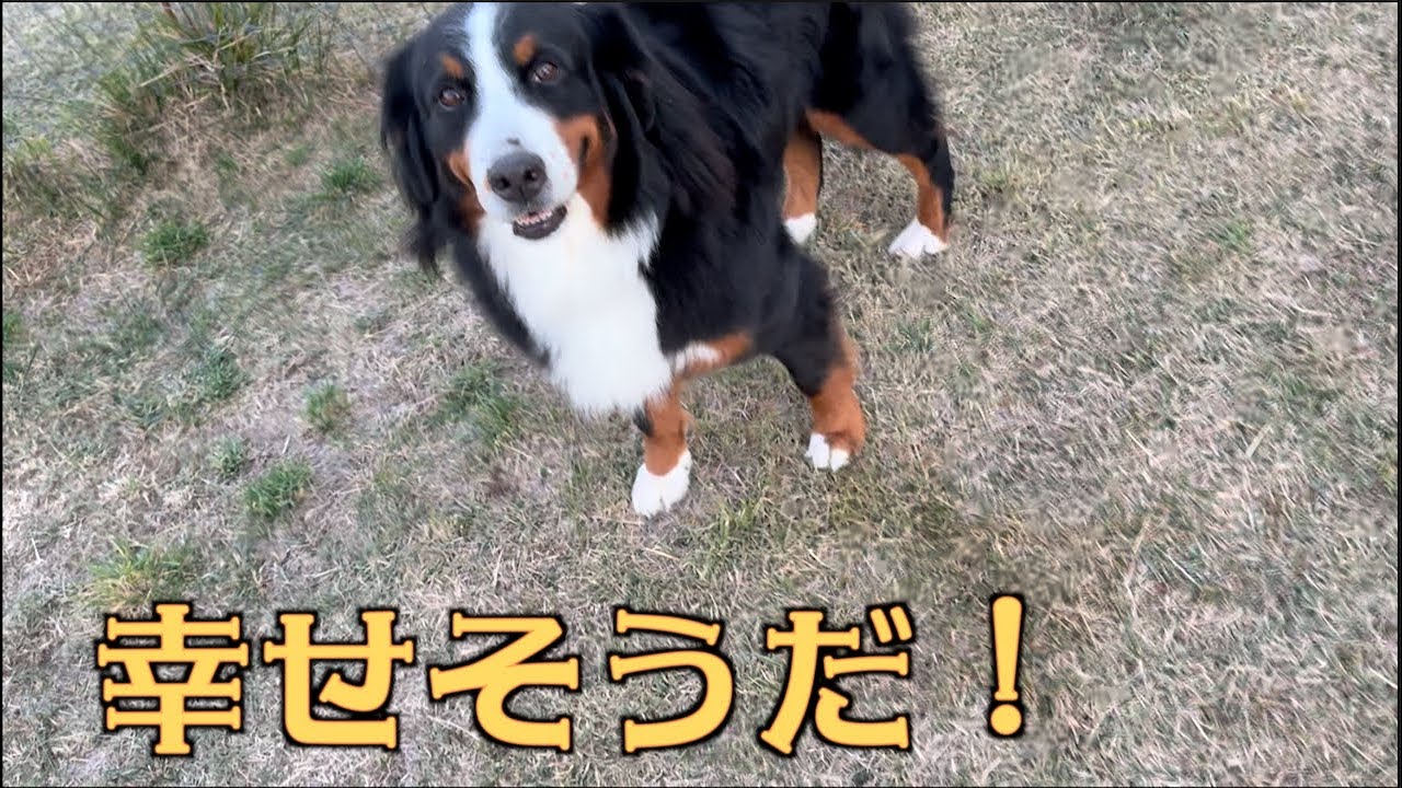 なぁ子幸せそうだなぁ