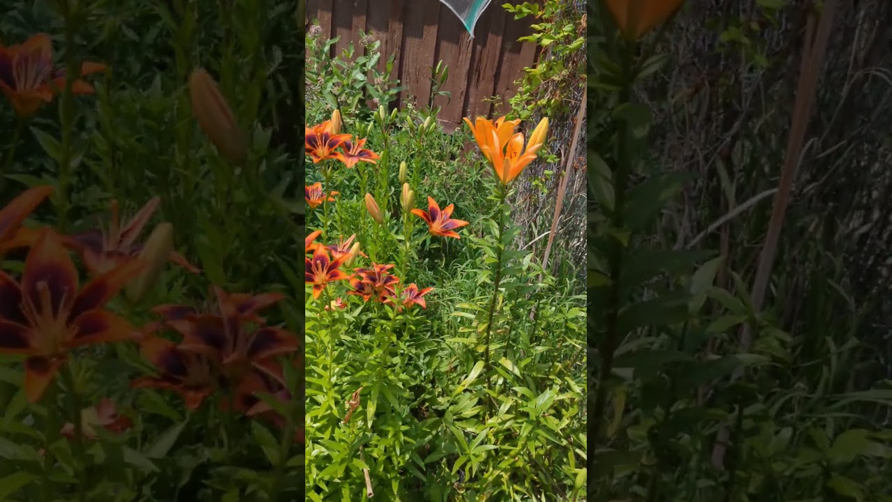 a walk through the lovely Lily garden