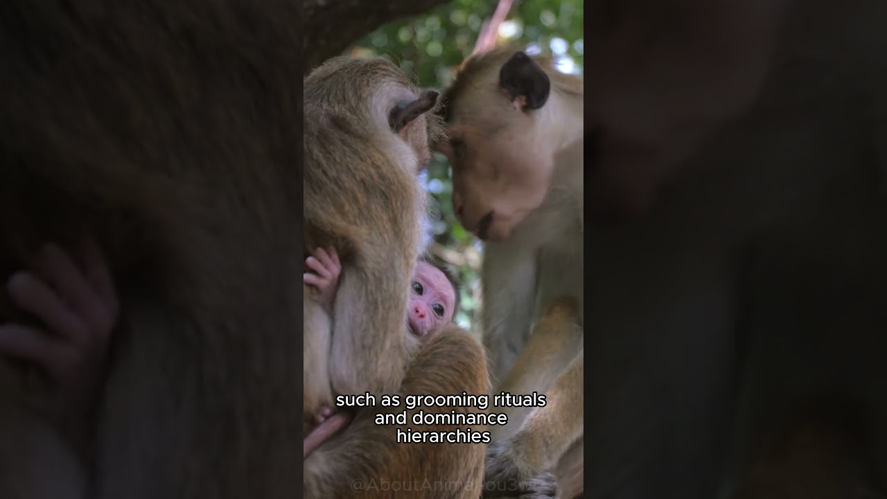 The Intricate Lives of Monkeys: Exploring their Fascinating World