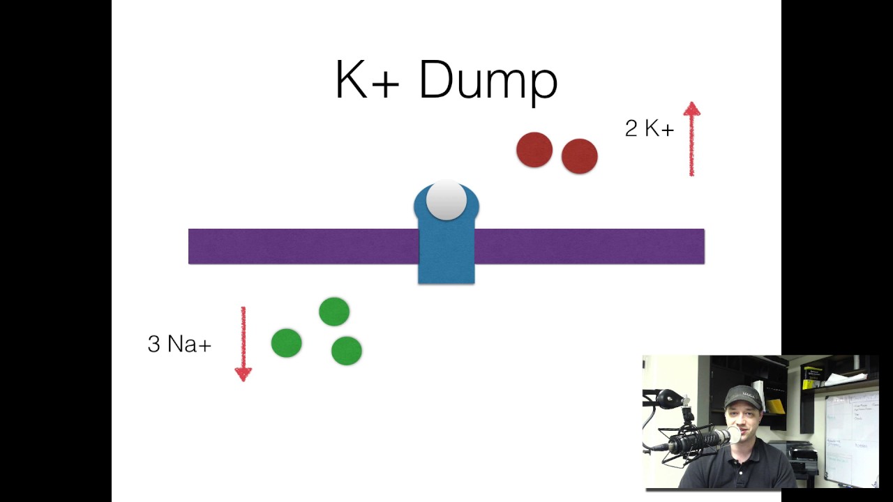5 minute refresher- Depolarizing paralytics