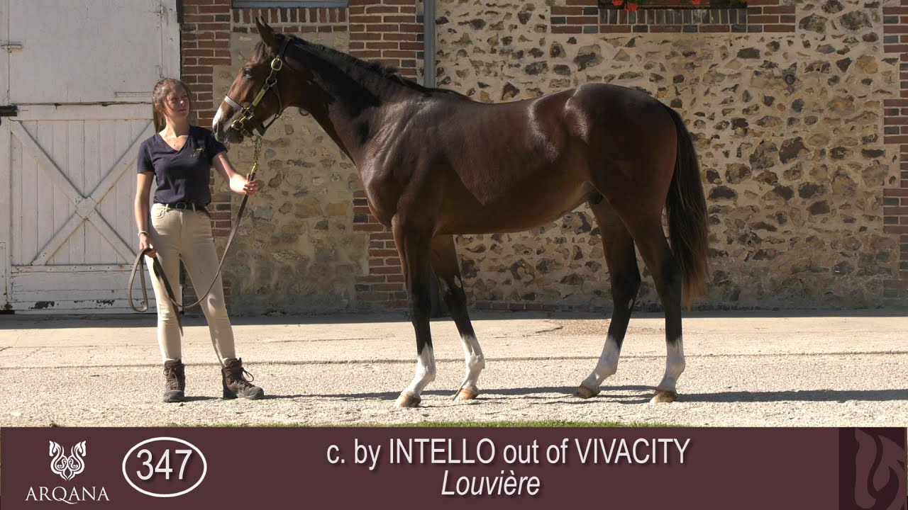 2023 October Yearling Sale - Lot 347 c. N (INTELLO x VIVACITY)