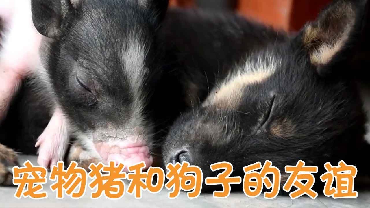 跨越物种的友谊：一只猪和狗子们的故事，太感人！【一只不平凡的猪哼哼】