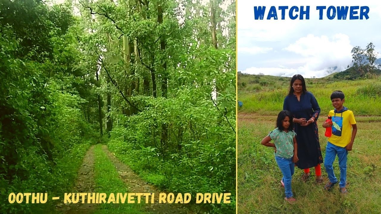 Kuthirai vetti watch tower | Oothu to kuthiraivetti ride | Kuthiraivetti forest guest house|Manjolai