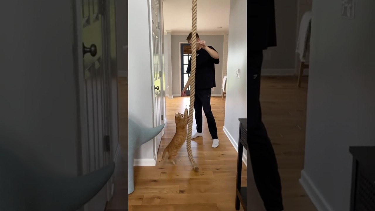 MY HOUSE IS TURNING INTO A CAT PLAYGROUND