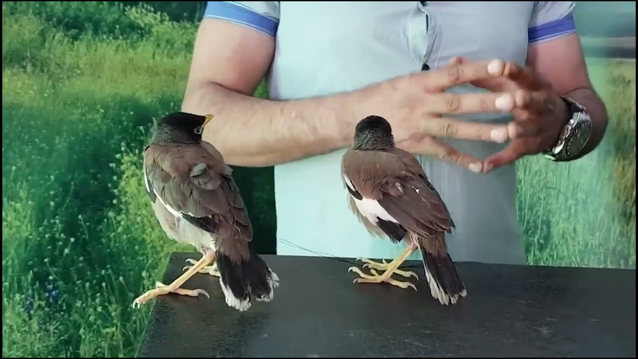 هكذا يهاجم طائر المينا الدخيل الطيور المحليه ويقضي عليها مصر الاردن فلسطين مع جمال العمواسي