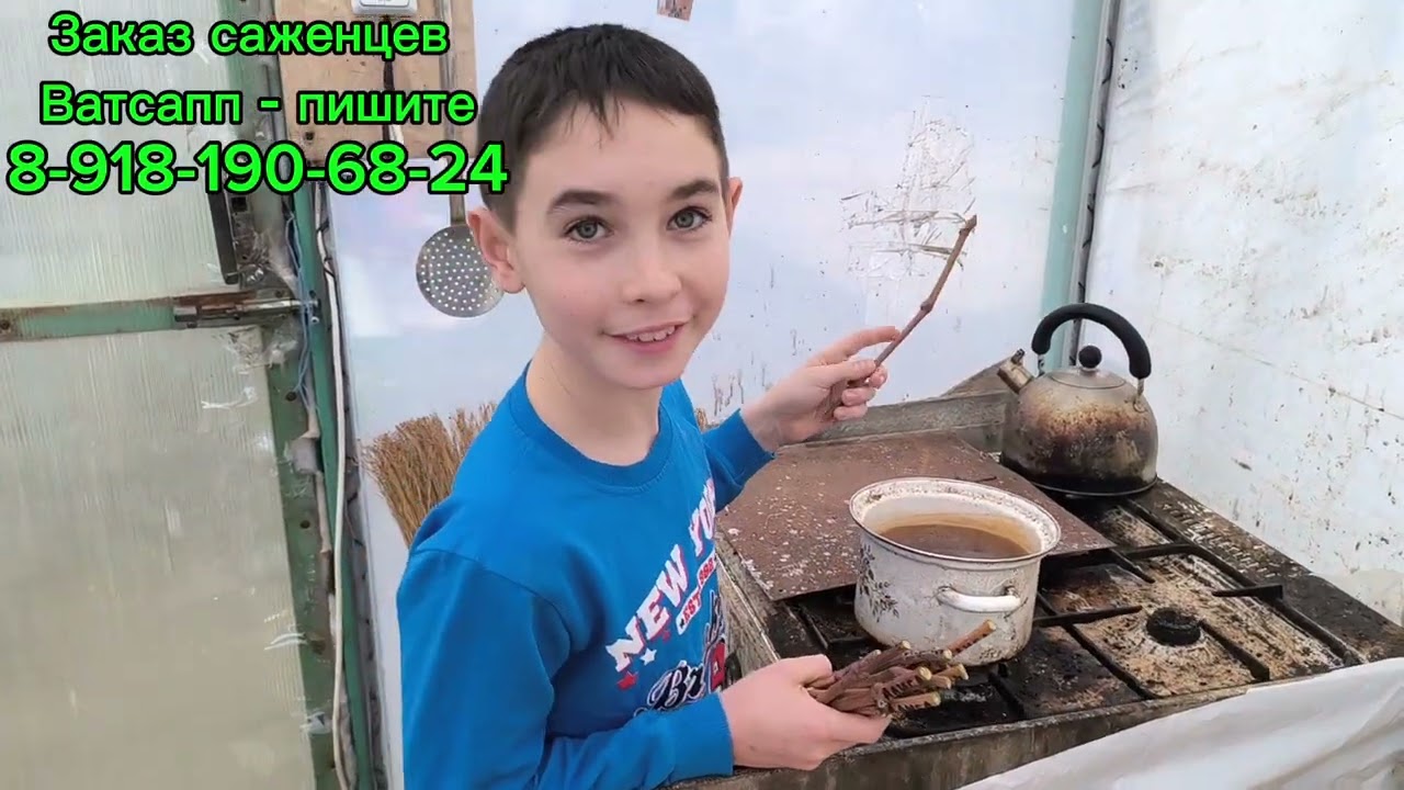 Укоренение вегетирующих саженцев. Сезон 2026!