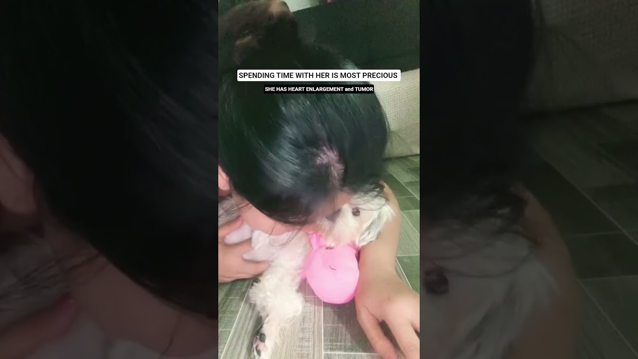SPENDING TIME WITH SHIHTZU #satisfying #youtubeshorts #shorts