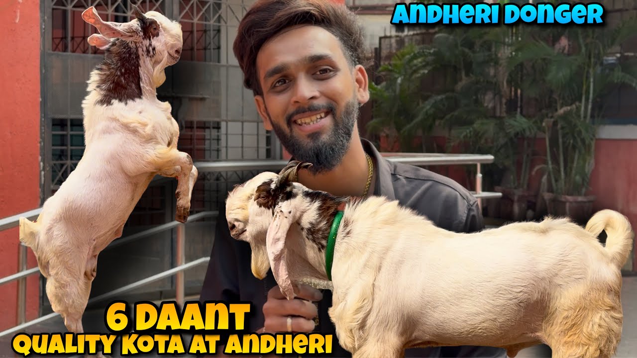 Garam ATANK KOTA BAKRA of Azhar Bhai at ANDHERI WEST Mumbai | Quality Kota Goat at Andheri donger