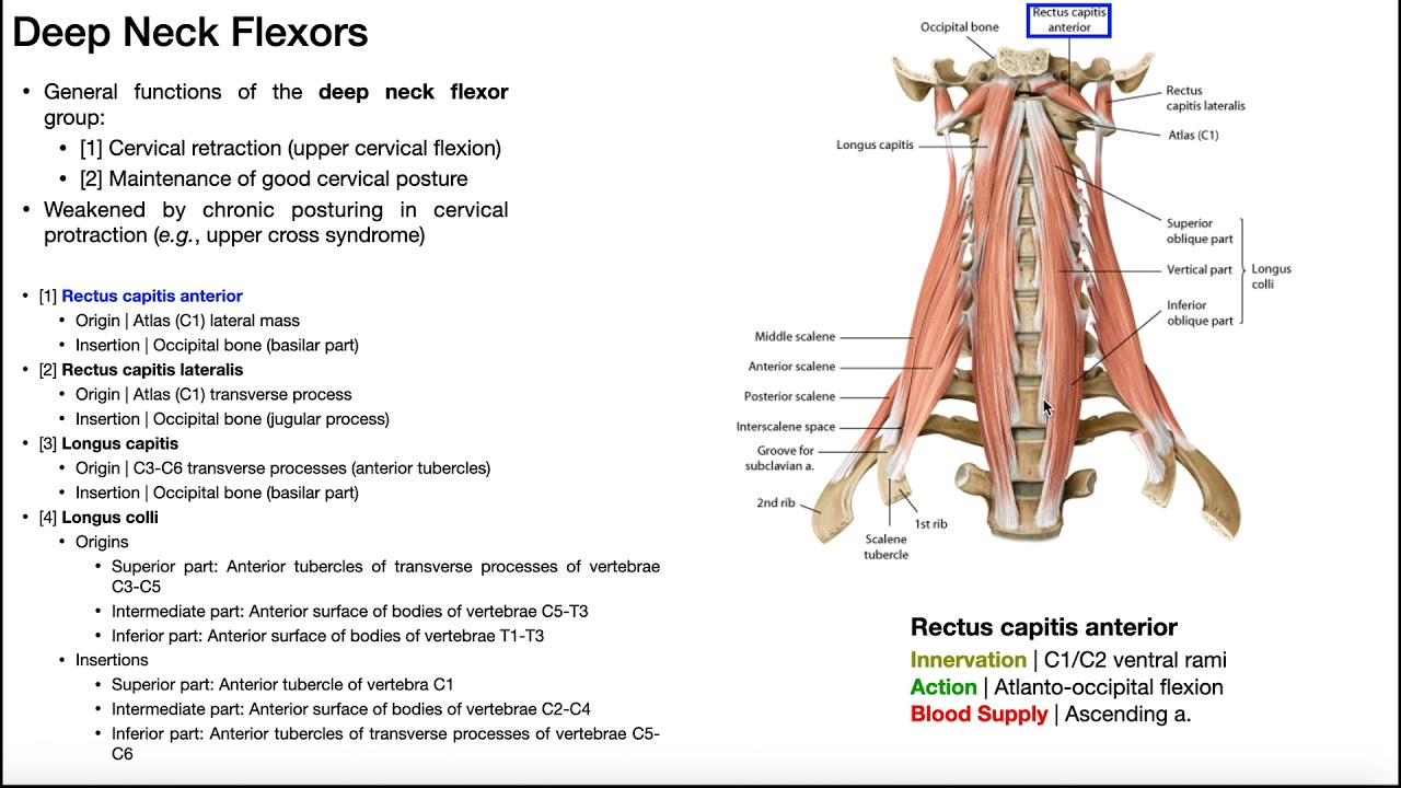 Deep Neck Flexor Group | Anatomy, Structure, and Functions [OINAs]