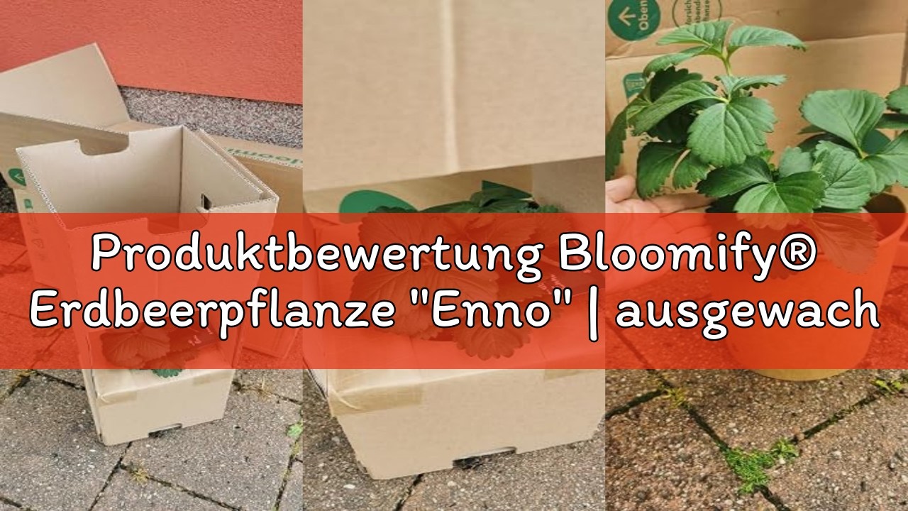 Produktbewertung Bloomify&reg; Erdbeerpflanze 