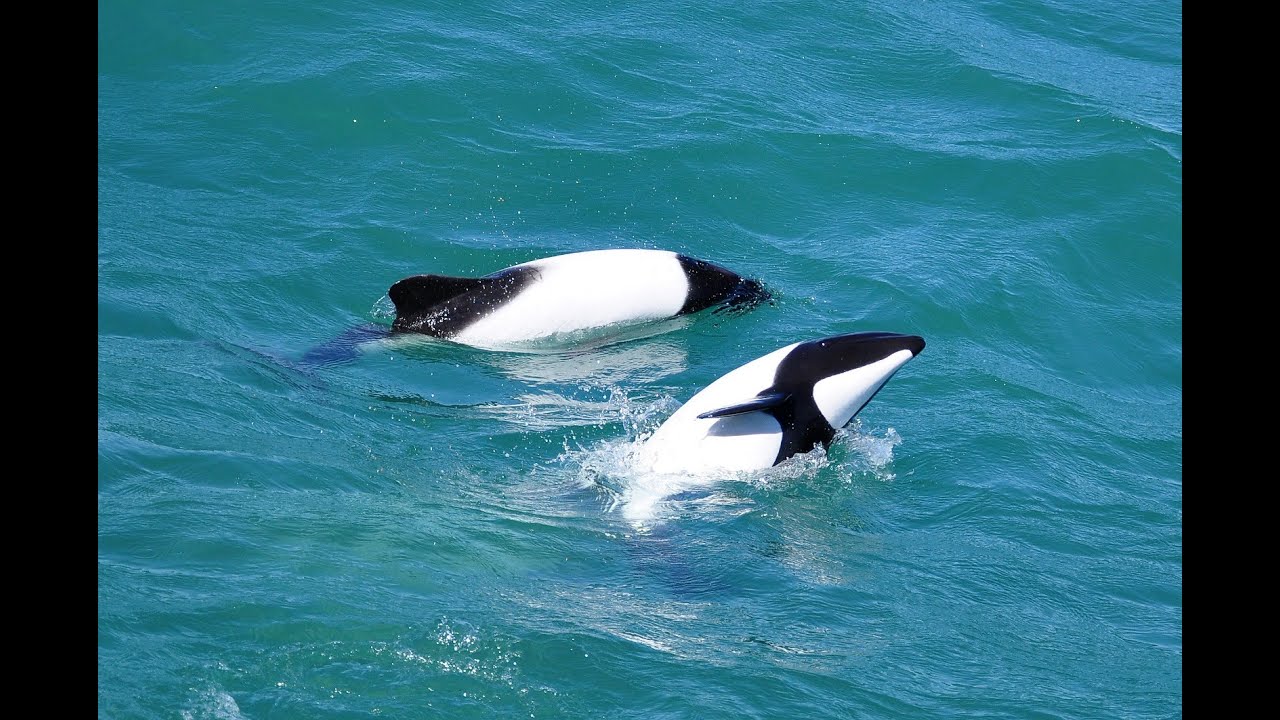 Ciencia Animal: Tonina Overa