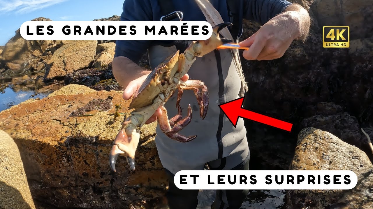 On pêche un gros tourteau et plein d’ormeaux en pêche à pied ! Grandes marées en Bretagne