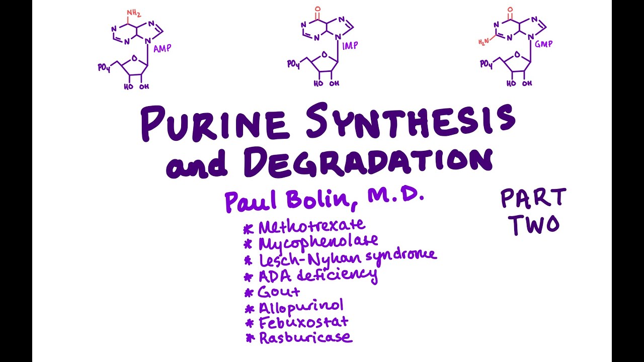 Purine Degradation and Salvage (Gout, Lesch-Nyhan) - CRASH! Medical Review Series