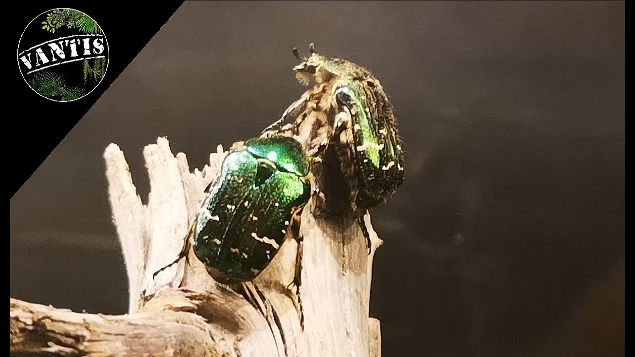 Paludarium wielogatunkowe tętni życiem!