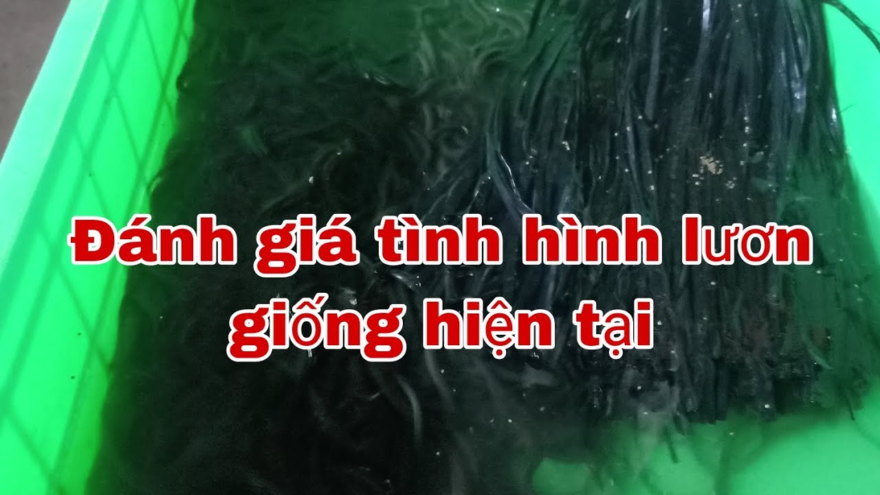 Tình hình giá lươn trong thời gian sắp tới/ eels farming/muoi nông thôn.