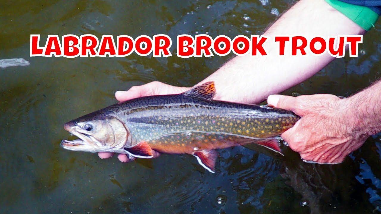 Labrador Brook Trout | Eagle River