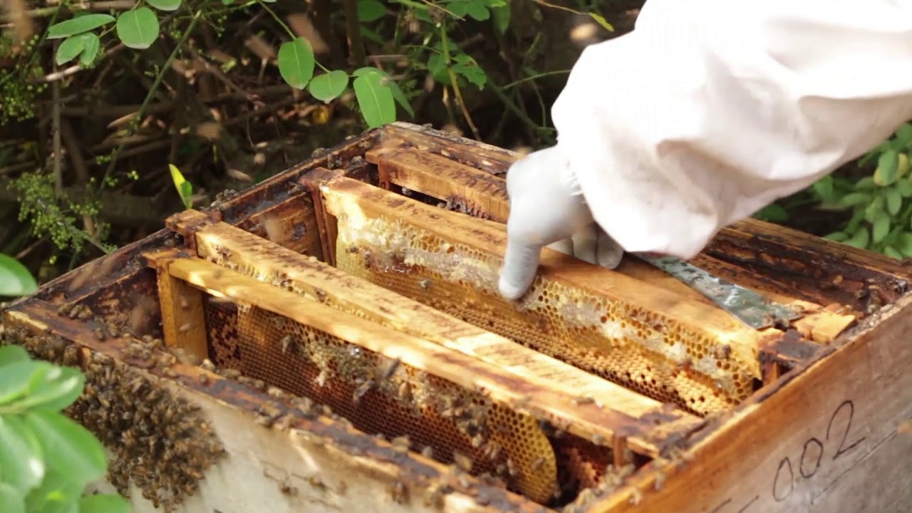 How to rear Queen bee  - Ezzamgbo 2