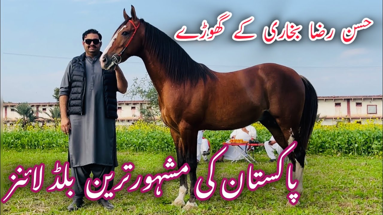 Most Famous Desi Horse Blood Line || Hassan Raza Bukhari ky Ghody  #horse #desi