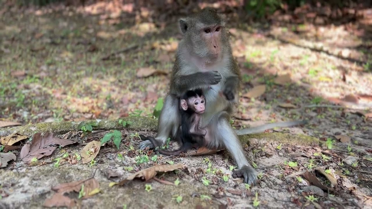 OhMyGoodness! Monkey Anna Tries To Block Milk while Baby Amina Asking Milk 