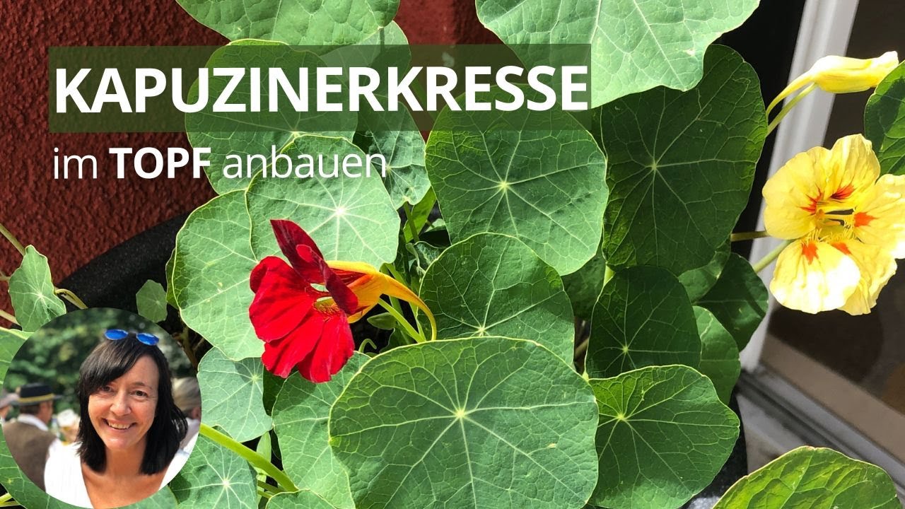 Kapuzinerkresse im Topf anbauen - die wichtigsten Tipps