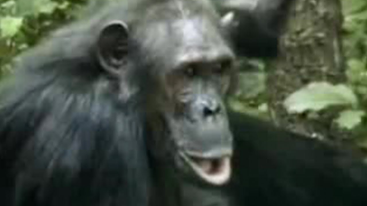 Chimpanzees in the Wild Fight Over Who's in Charge of the Jungle | BBC Studios