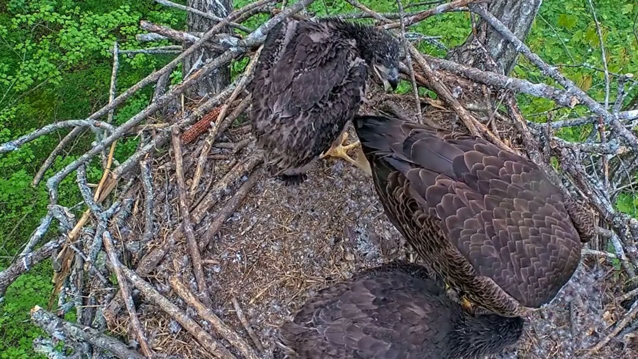 EP#436 #baldeagle Review birds in nest with nature #birdslovers #birdsounds #birdsnest #wildbirds