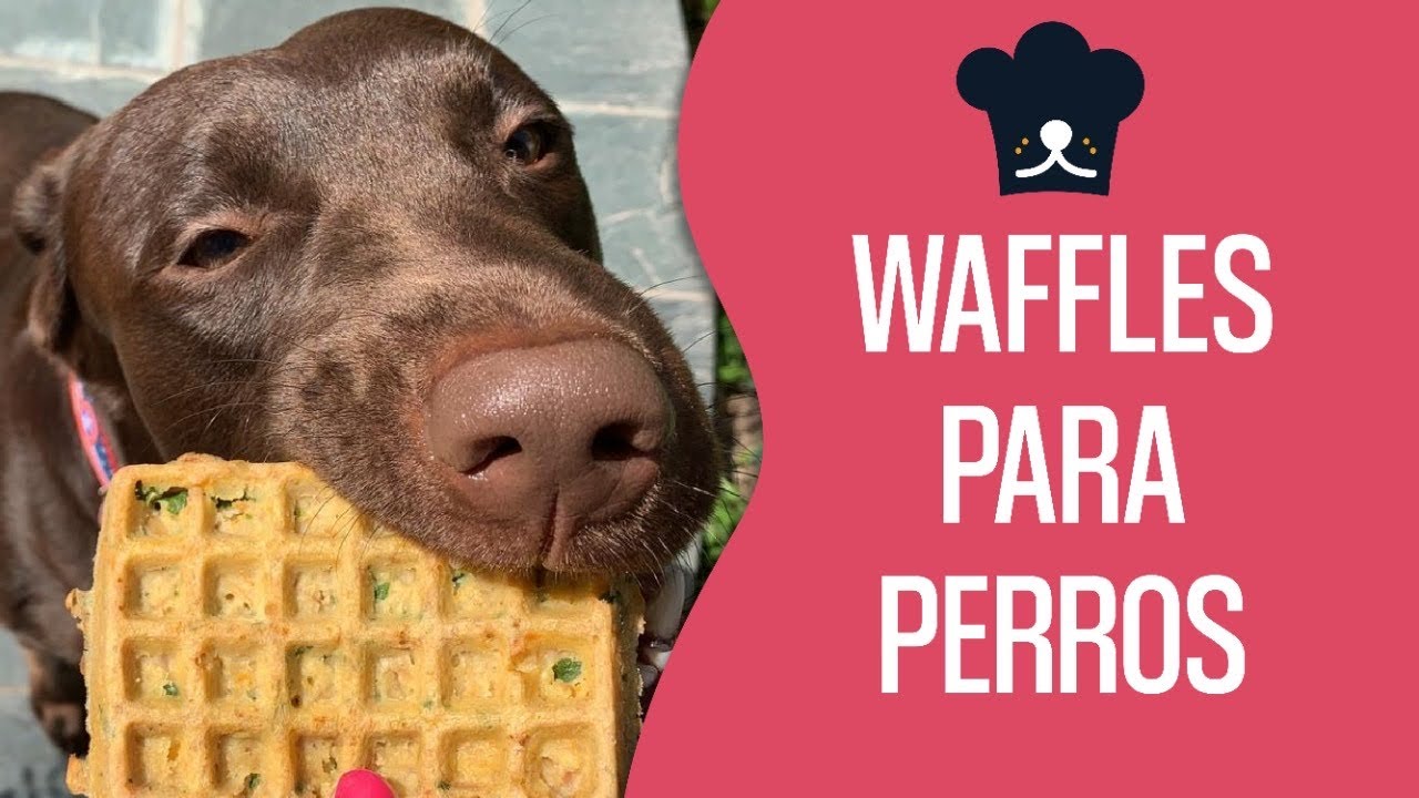 WAFFLES PARA PERROS | RECETA FÁCIL PARA PERROS | RECETAS PARA PERROS