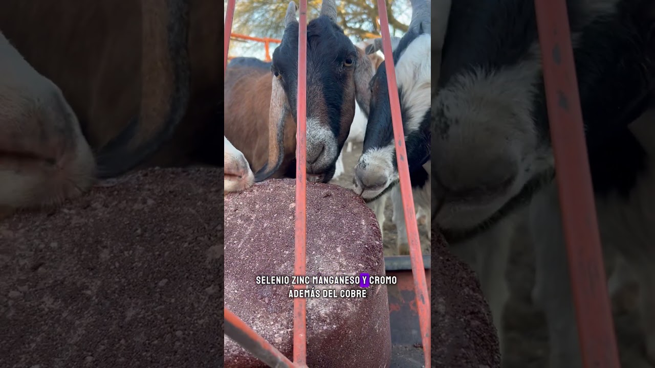 Minerales en las cabras #agro #ganado #rancho #cabras #consejos #mexico #brasil #pakistan  #goat