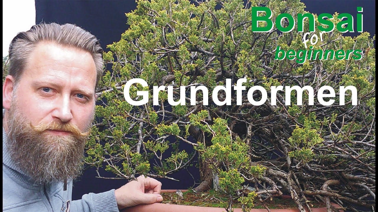 Bonsai- Grundformen : Einleitung zur Videoreihe