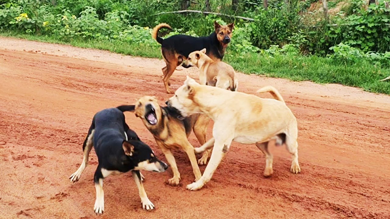 Best combination of Bally Dog in 2025 || #  Nature Show