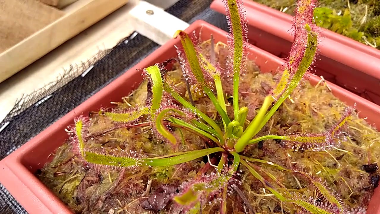Sobre a Drosera capensis