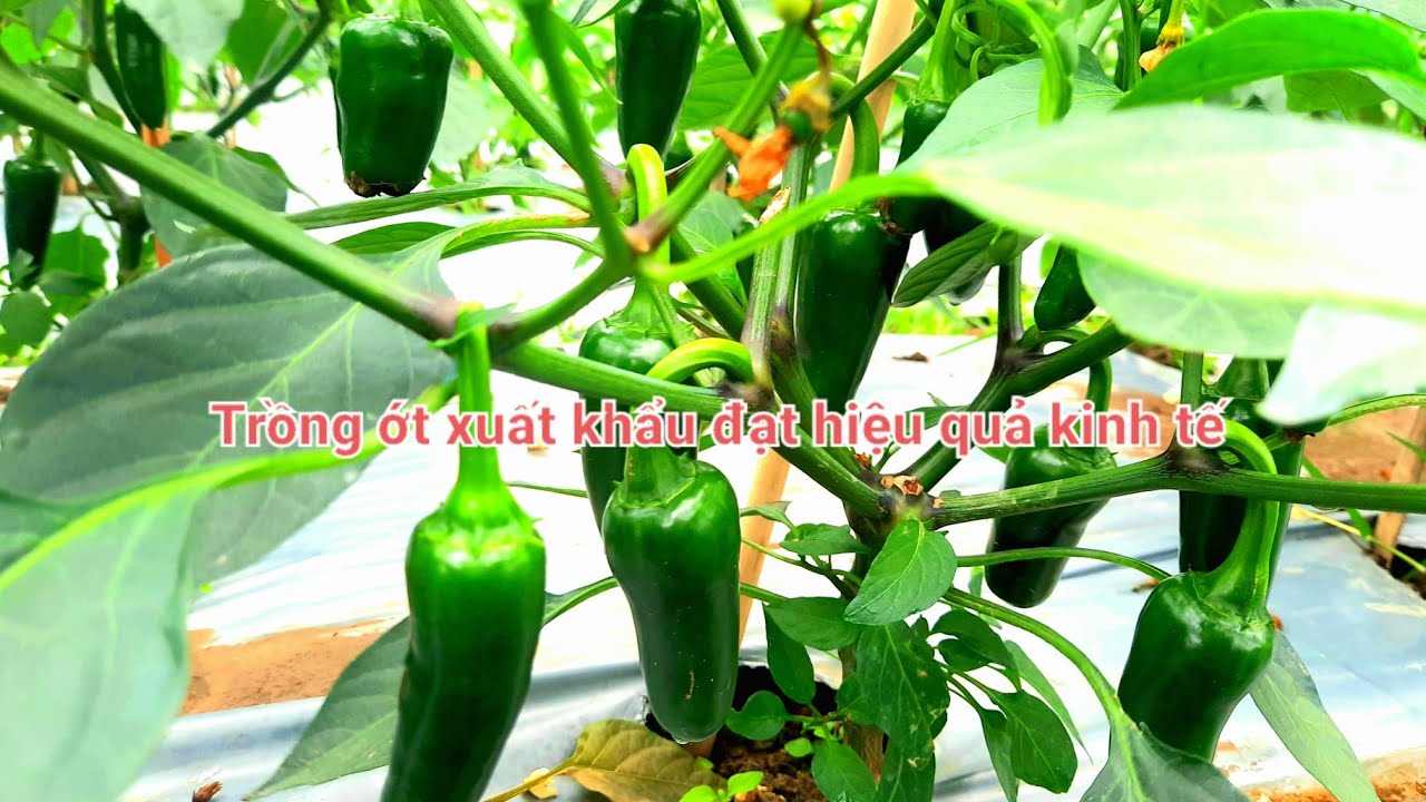 Trồng ớt xuất khẩu đem lại hiệu quả kinh tế