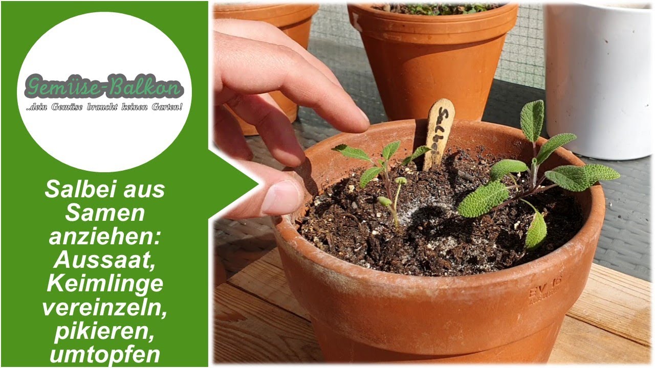 Salbei 🌿 aus Samen anziehen: Aussaat 🌱, Keimlinge vereinzeln, pikieren 🤏, umtopfen