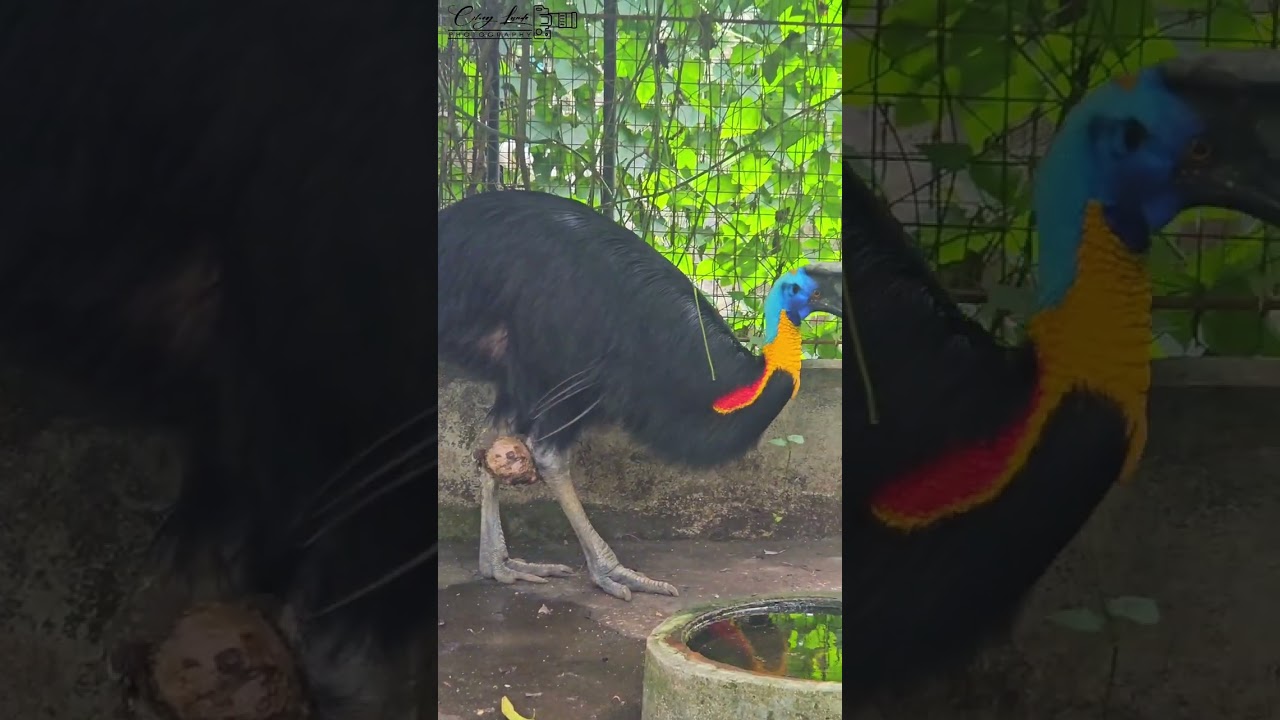 El Toro Zoo | La Castellana Negros Occidental