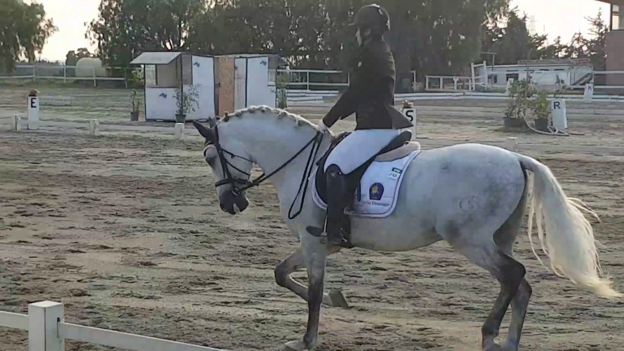 E100 Dressage Lucrezia Pergolini e Lobato XXIX