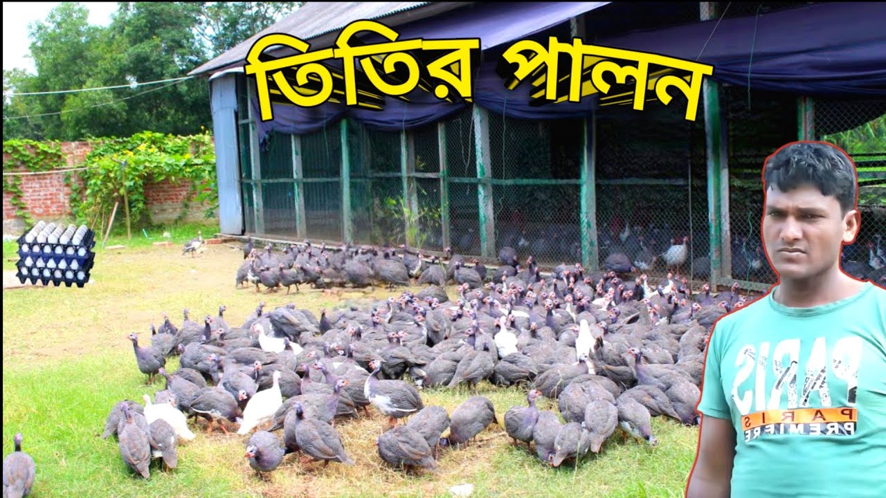 তিতির পাখি পালন করে ৩০০০০০ টাকা আয় । তিতির পালন পদ্ধতি ও আয় ব্যয়  ।Guinea Fowl Farming