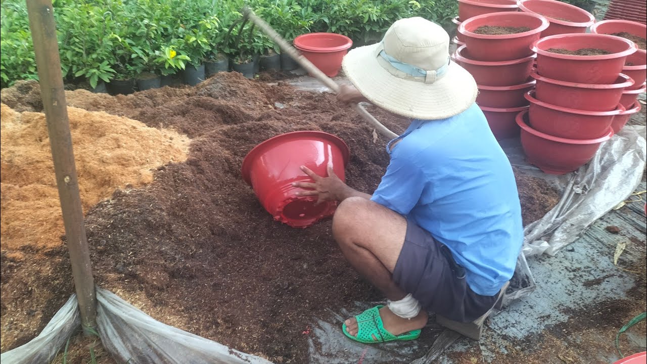 hoa kiểng bến tre (family garden) đang phát trực tiếp!